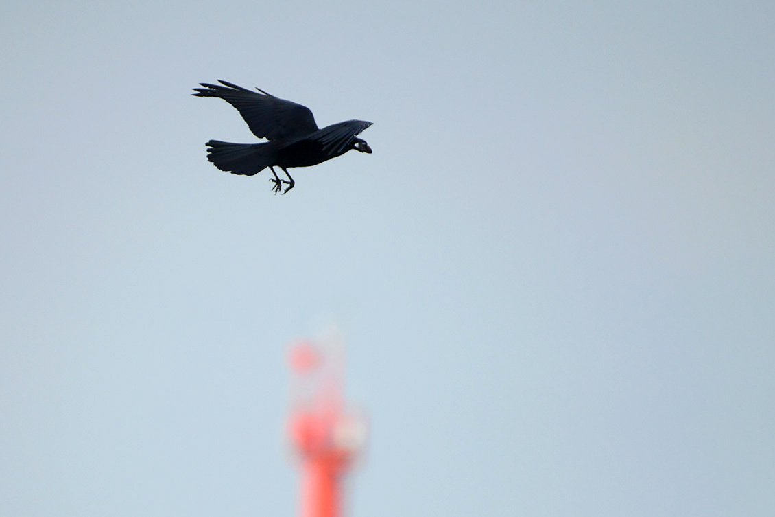 zwarte kraai (Corvus corone) 2-2018 0441