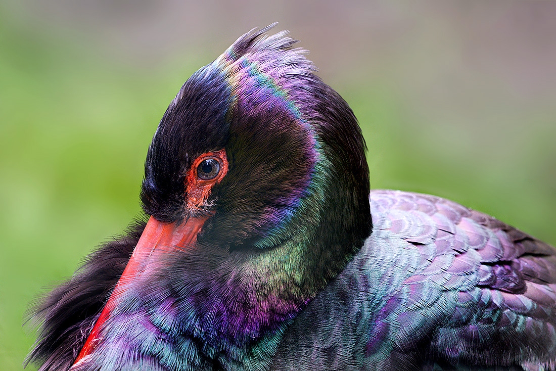 zwarte ooievaar (Ciconia nigra) 7-2017 2989