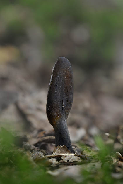 zwarte truffelknotszwam (cordyceps ophioglossoides)