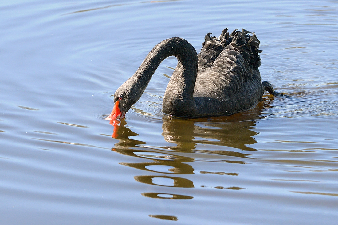 zwarte zwaan (Cygnus atratus) 3-2017 7019