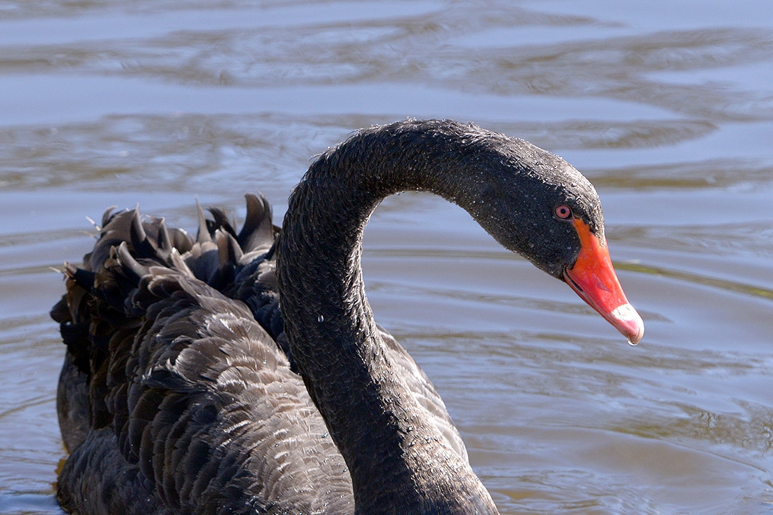 zwarte zwaan (Cygnus atratus) 3-2017 7029