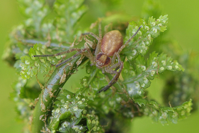 zwartrugrenspin (philodromus dispar)