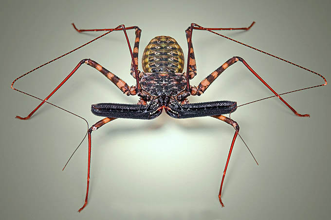 zweep schorpioen (igor sywanowics)