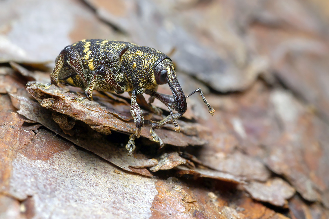 0847-Grote dennesnuitkever (hylobius abietis)