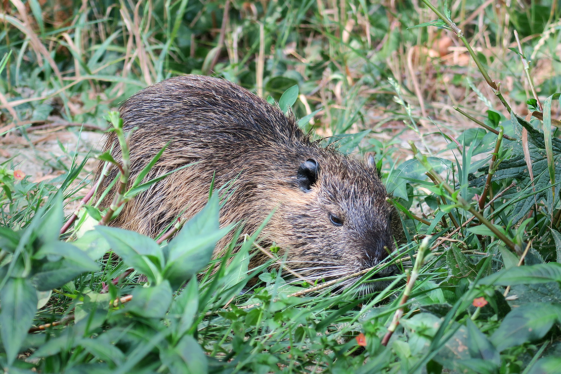 Beverrat (Myocastor coypus) 7-2019 7335