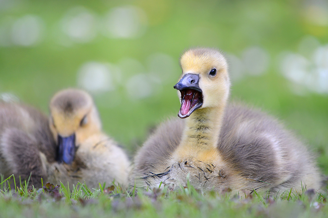 Canadese gans (Branta canadensis) 5-2021 7191