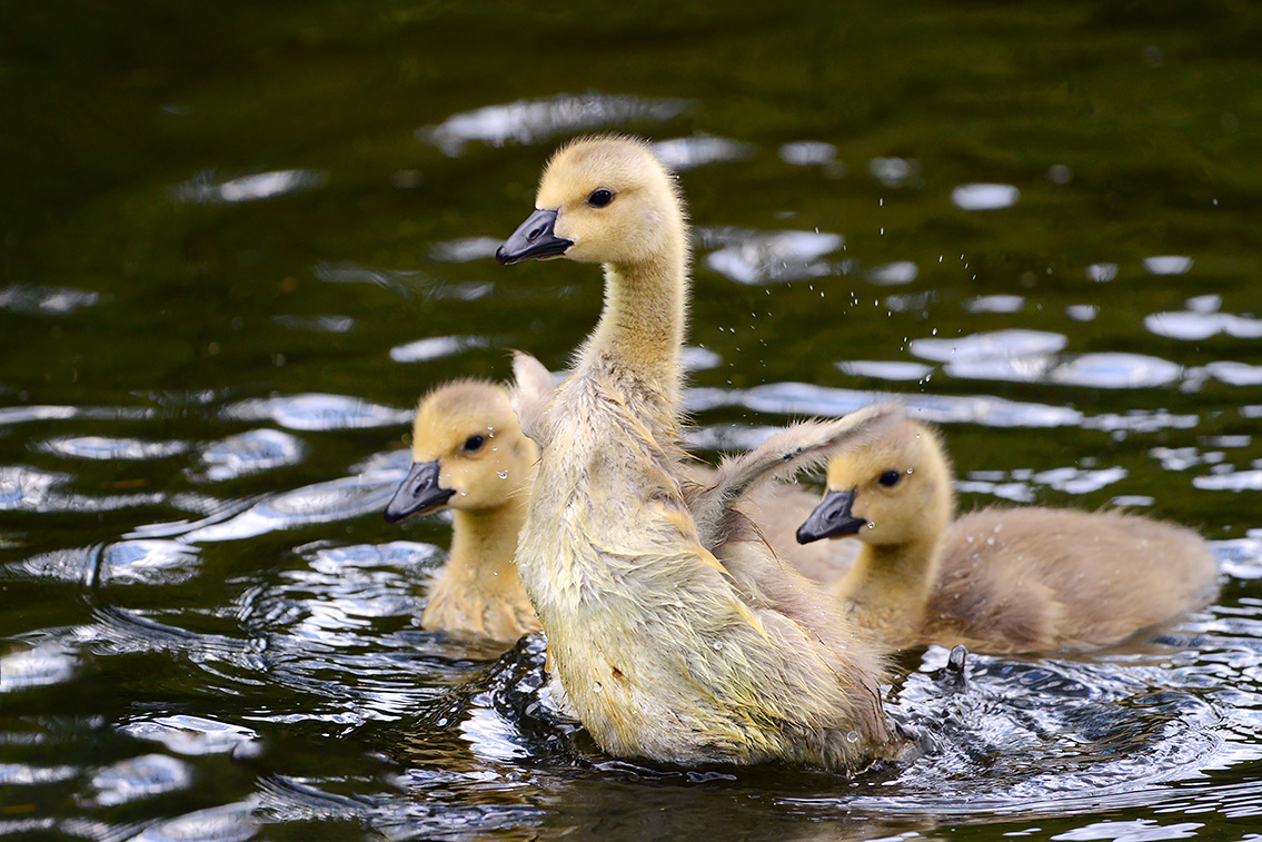Canadese gans (Branta canadensis) 5-2021 7240