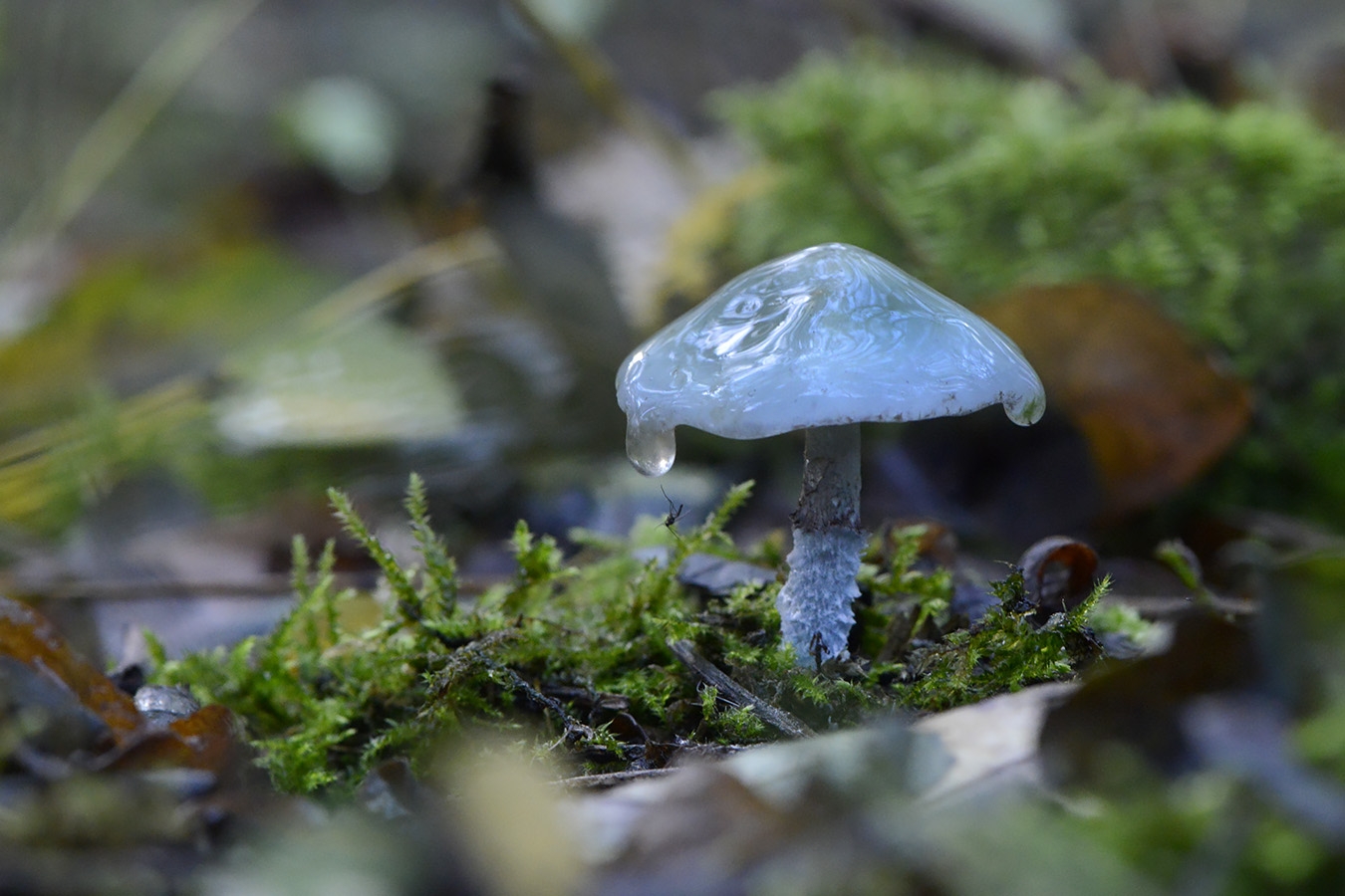 Echte kopergroenzwam (Stroparia aeruginosa) 10-2025 2407