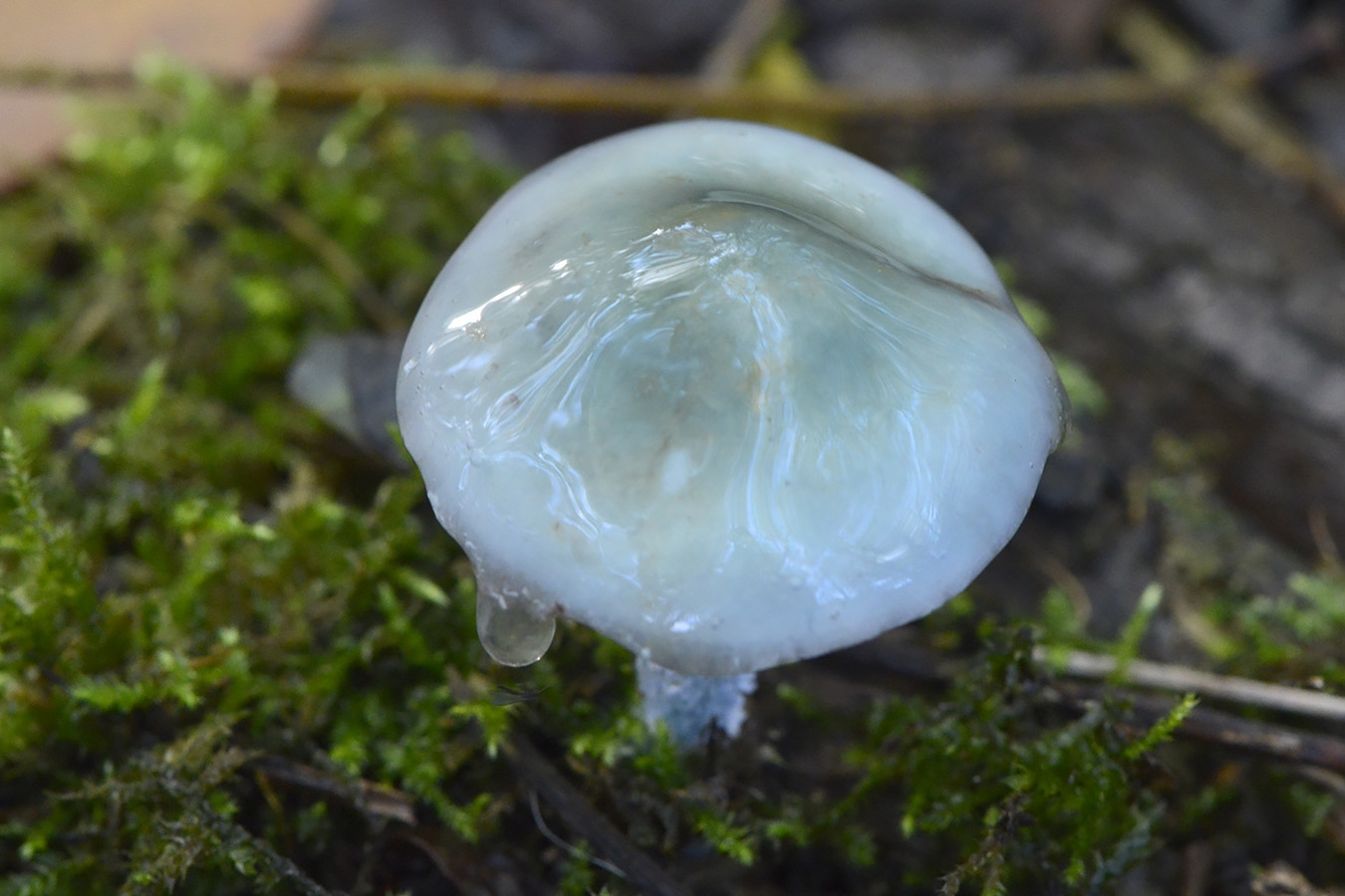 Echte kopergroenzwam (Stroparia aeruginosa) 10-2025 2409