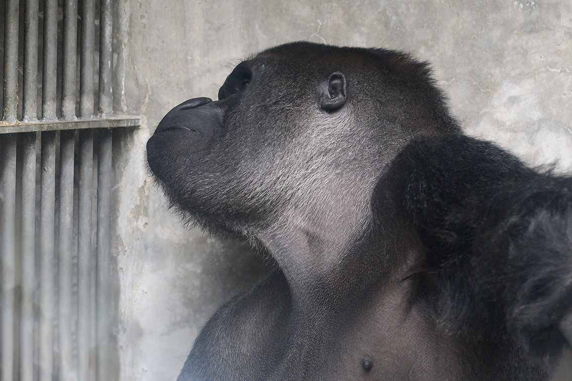 Gorilla (Gorilla gorila gorilla) 8-2021 9004