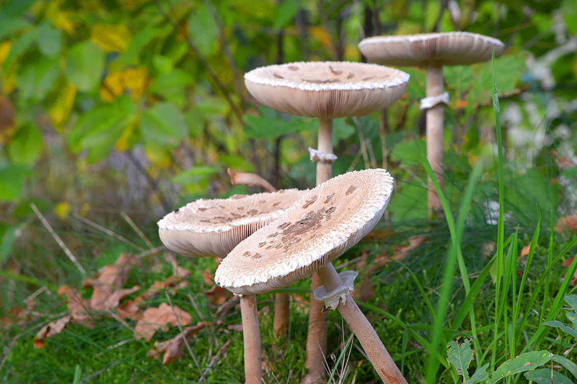 Grote parasolzwam (Macrolepiota procera) 10-2017 7358
