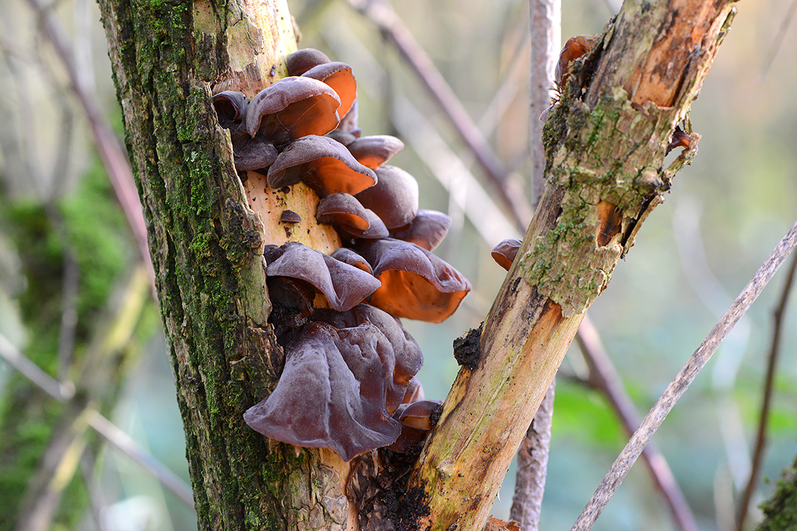 Judasoor (Auricularia auricularia-judae) 11-2019 0784