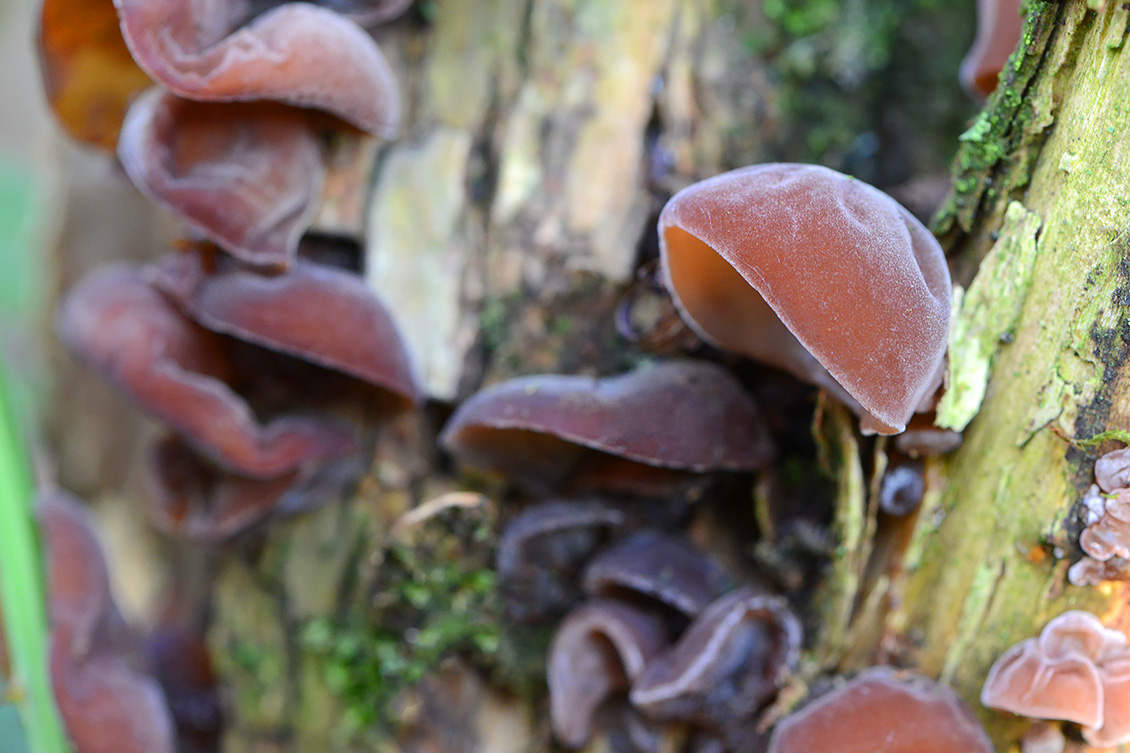 Judasoor (Auricularia auricularia-judae) 11-2019 0798