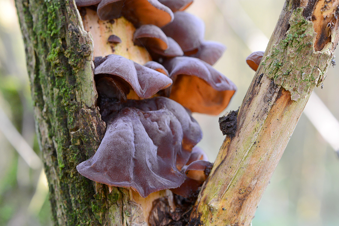 Judasoor (Auricularia auricularia-judae) 11-2019 0801