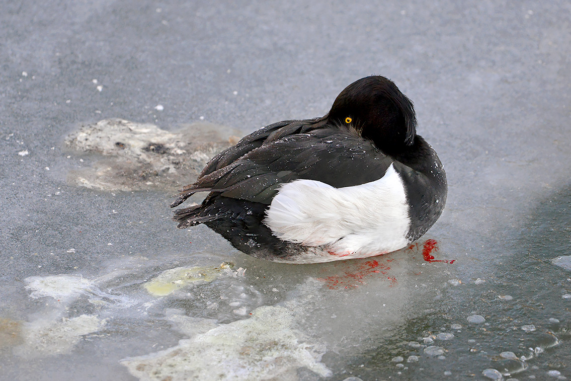 Kuifeend (Athya fuligula) 2-2021 5900