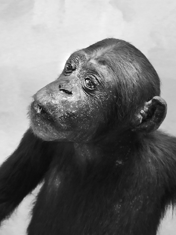 Museo Giacomo Doria 7-2019 7730