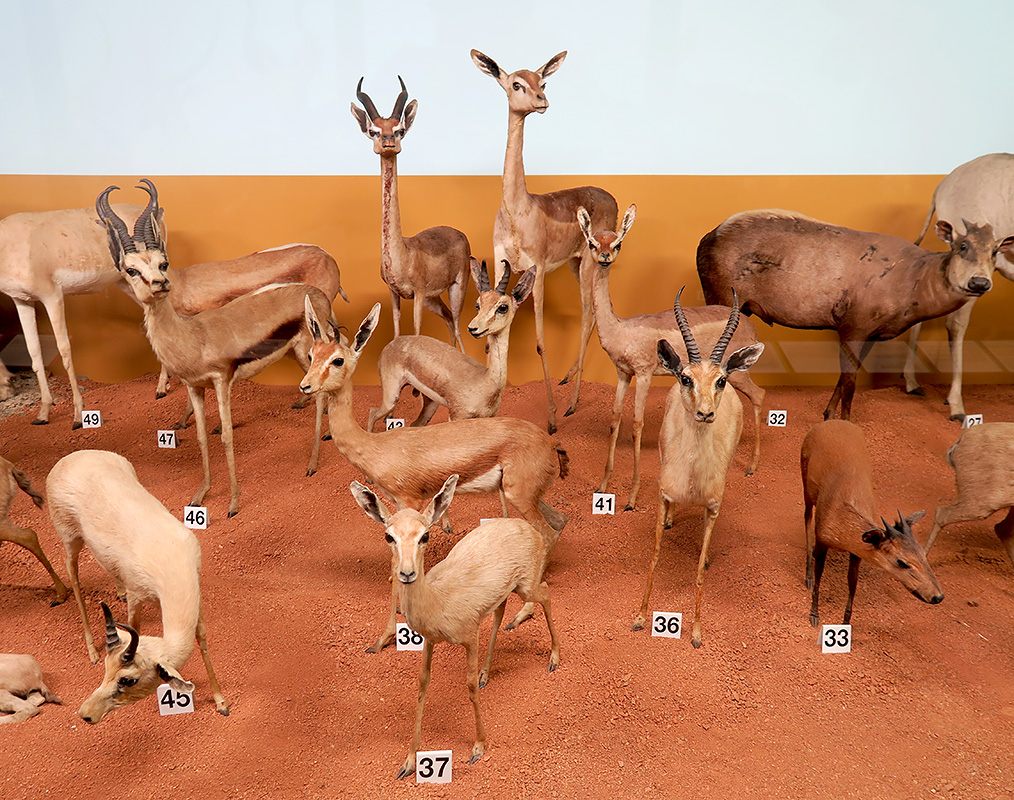 Museo Giacomo Doria 7-2019 7773