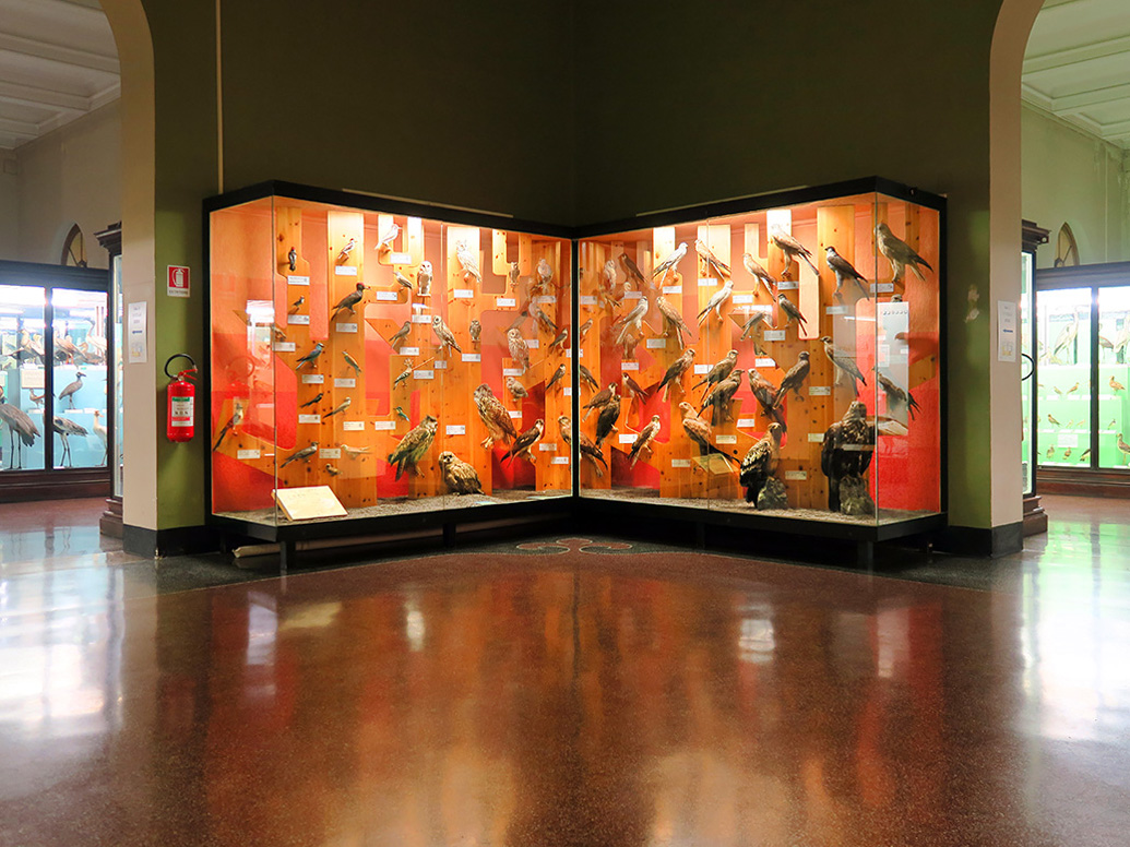 Museo Giacomo Doria 7-2019 7818