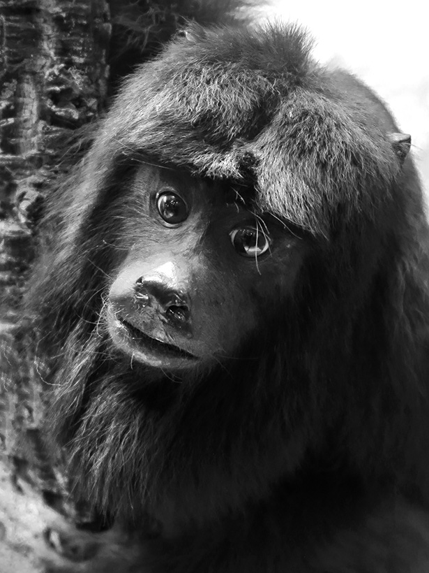 Museo Giacomo Doria 7-2019 7832