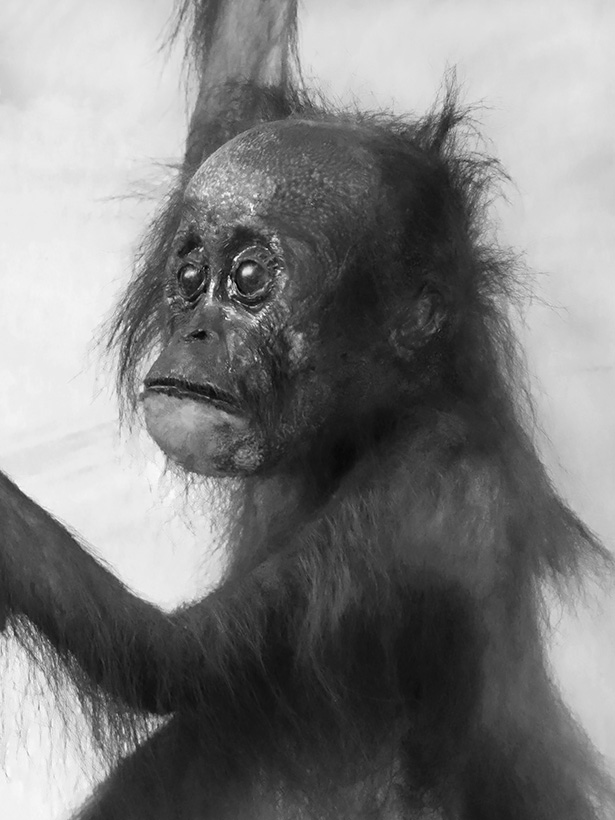 Museo Giacomo Doria 7-2019 7837