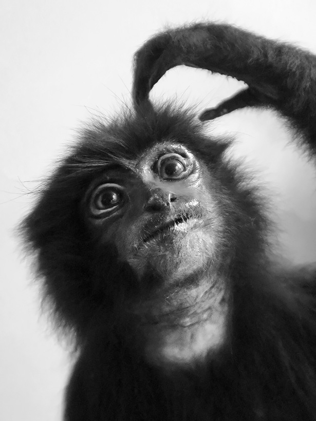 Museo Giacomo Doria 7-2019 7838