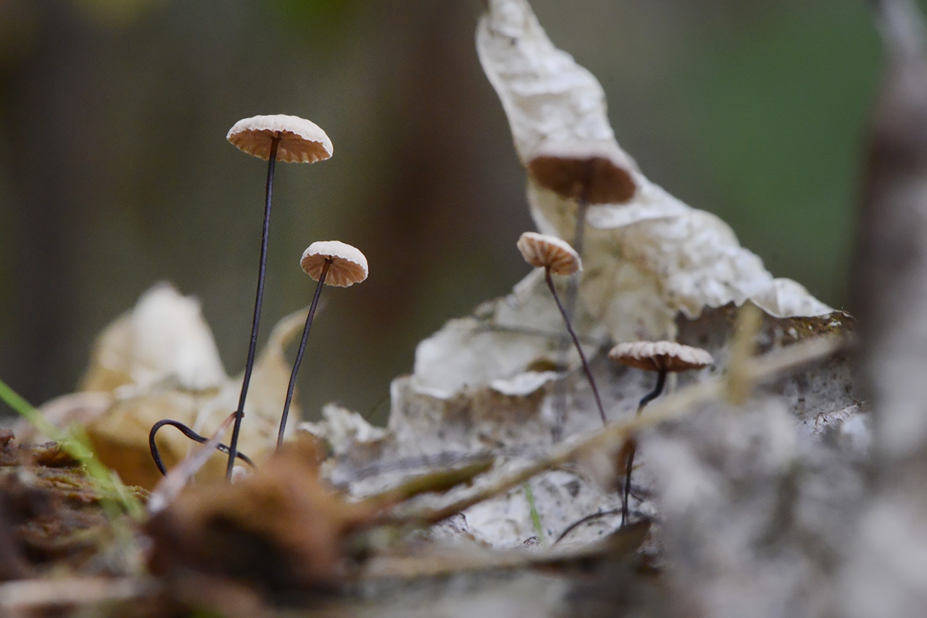 Paardenhaartaailing (Gymnopus androsaceus) 10-2025 2281