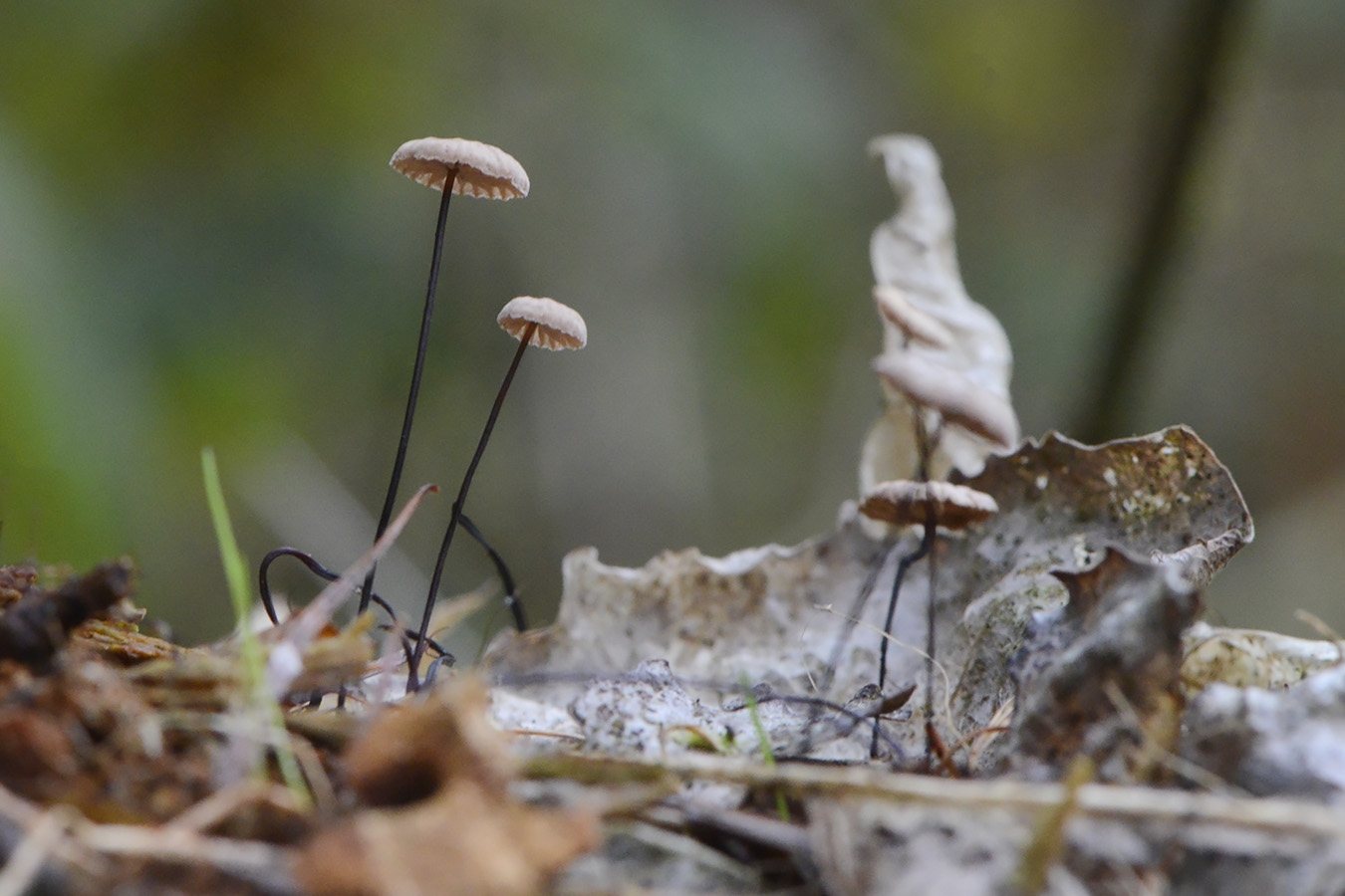Paardenhaartaailing (Gymnopus androsaceus) 10-2025 2284