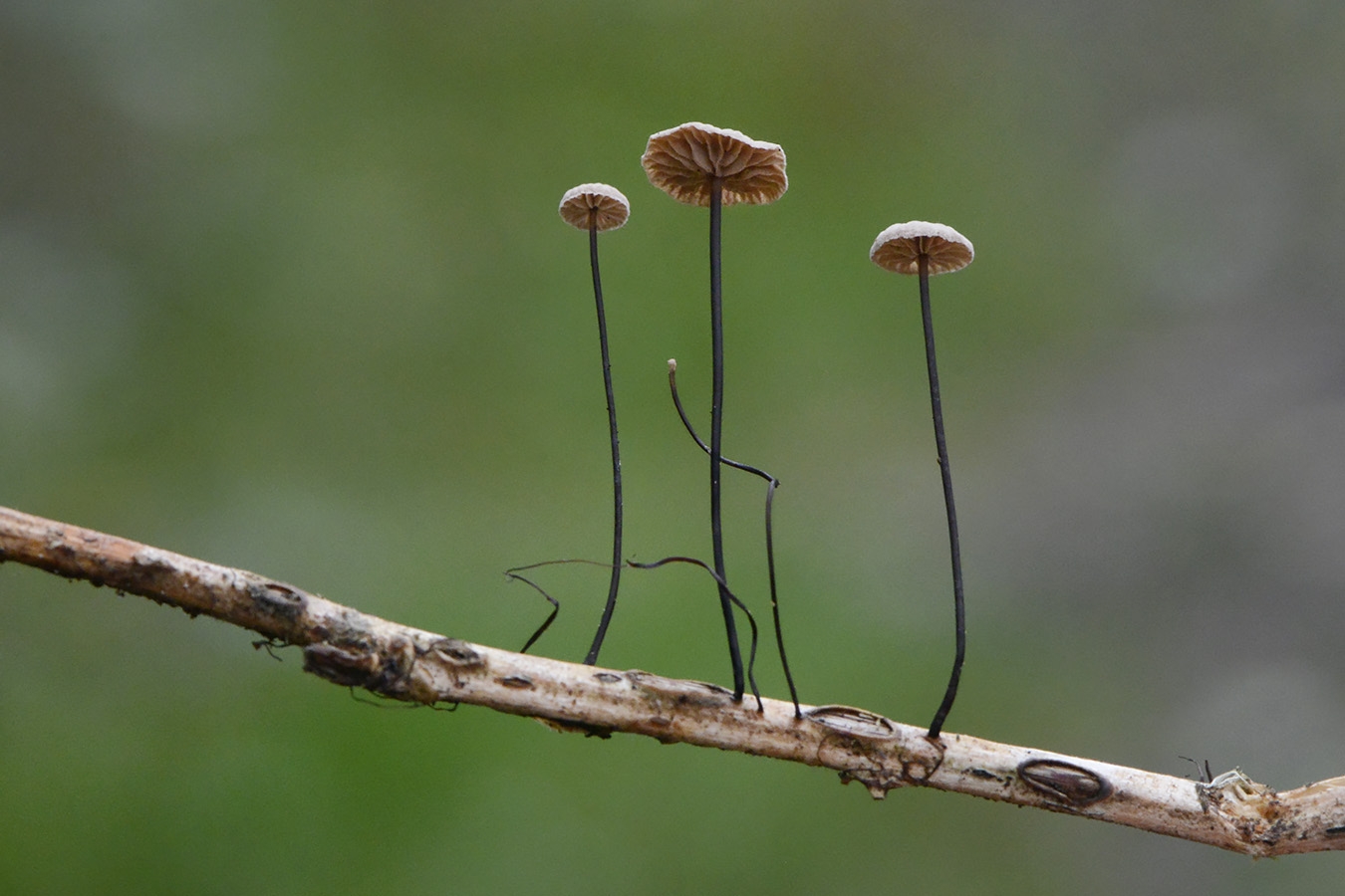 Paardenhaartaailing (Gymnopus androsaceus) 10-2025 2290