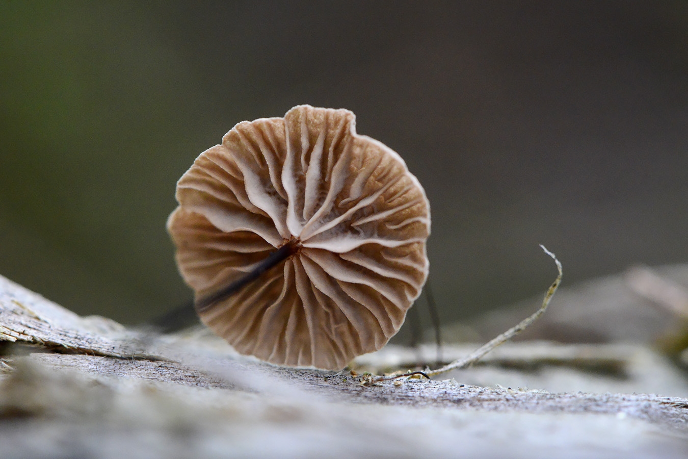 Paardenhaartaailing (Gymnopus androsaceus) 10-2025 2301