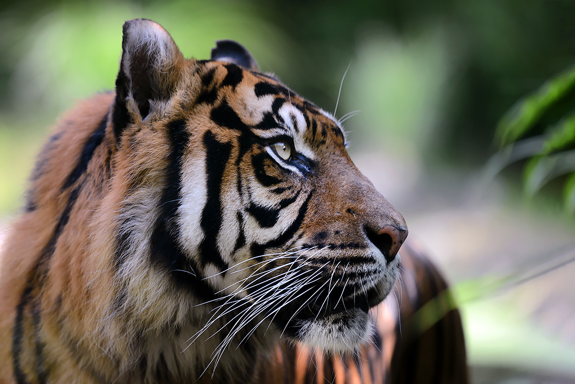 Sumatraanse tijger (Panthera tigris sumatrae) 8-2021 9098