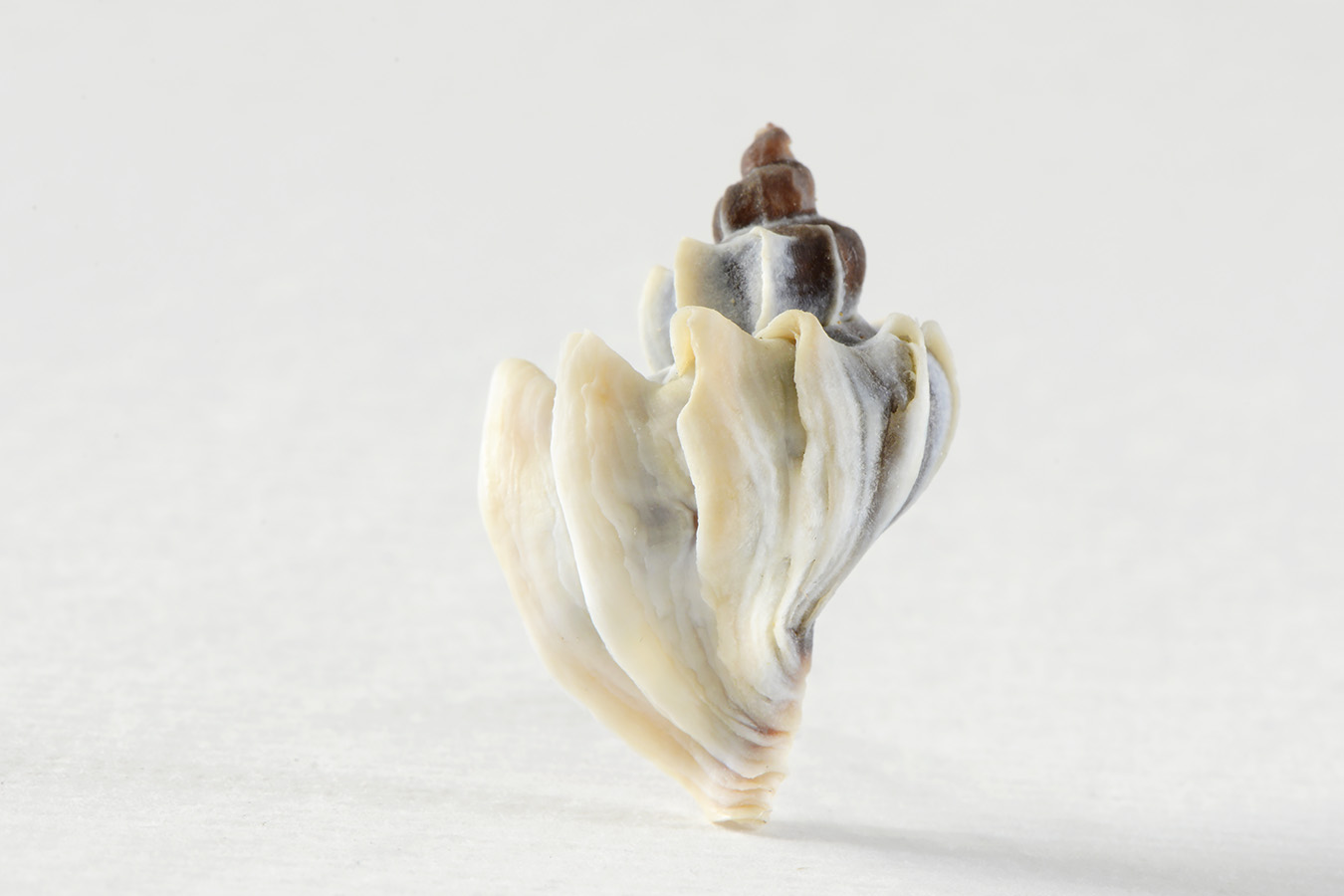 Trophon geversianus geversianus lamellosa 5-2024 0584