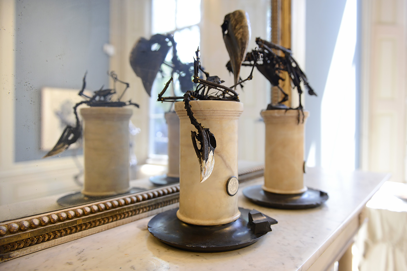 african pied hornbill darwin sinke v tongeren 6-2022 3765