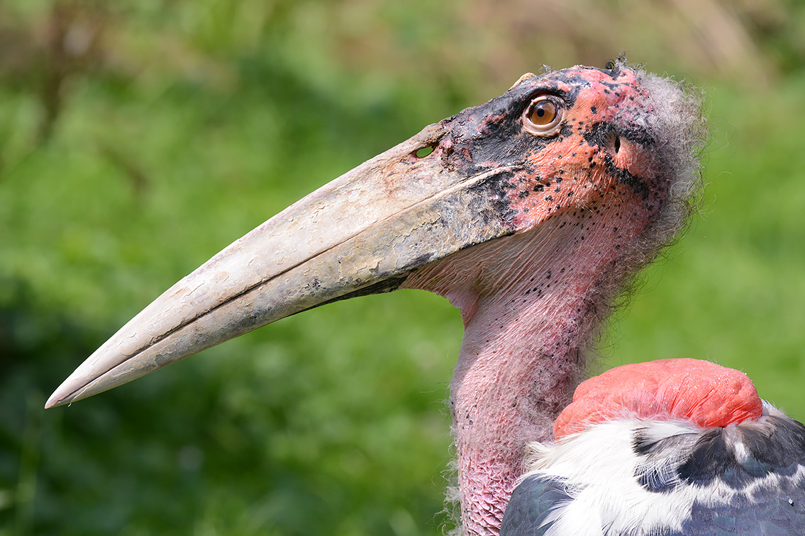 afrikaanse maraboe (leptoptilos crumenifer) 8-2021 9133