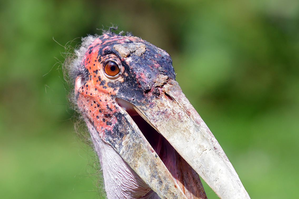 afrikaanse maraboe (leptoptilos crumenifer) 8-2021 9156