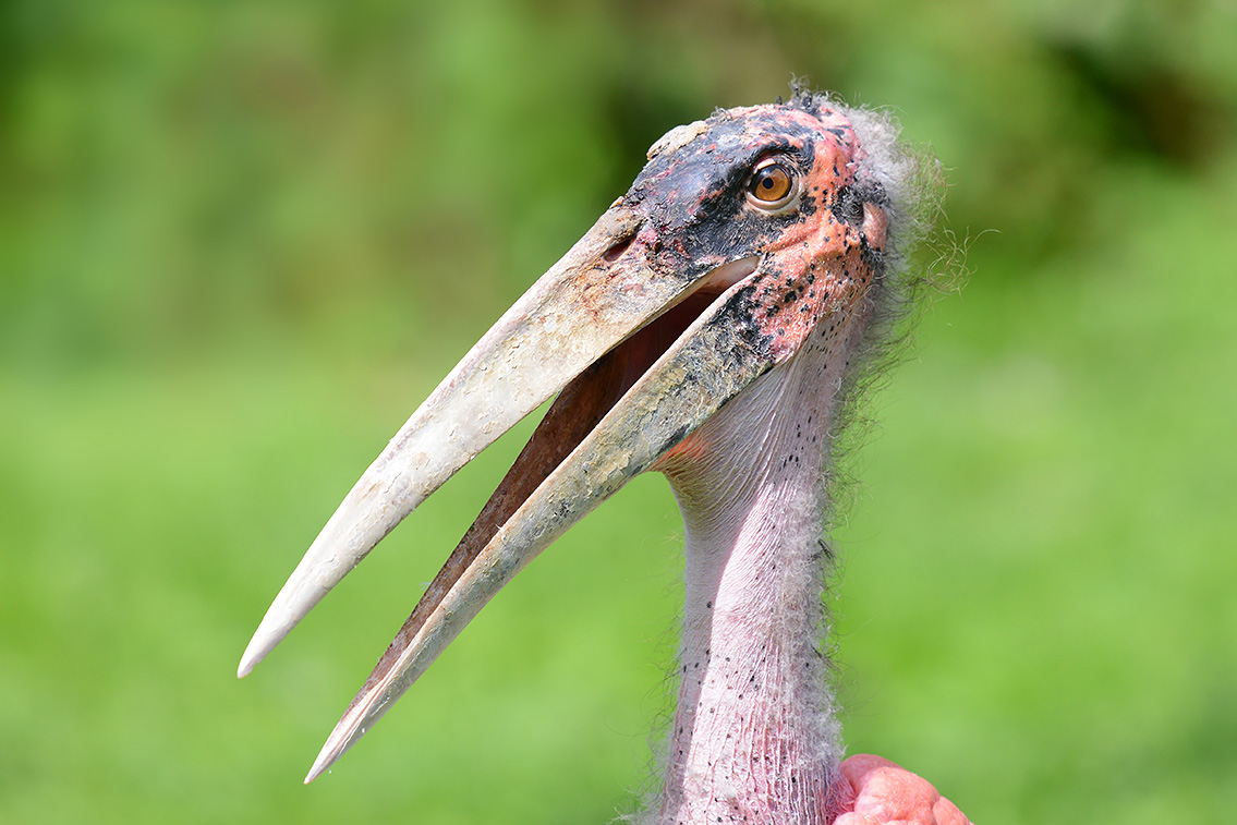 afrikaanse maraboe (leptoptilos crumenifer) 8-2021 9158