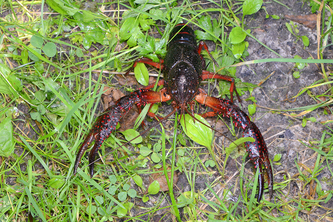 amerikaanse rivierkreeft (procambarus clarkii) 7-2021 8440