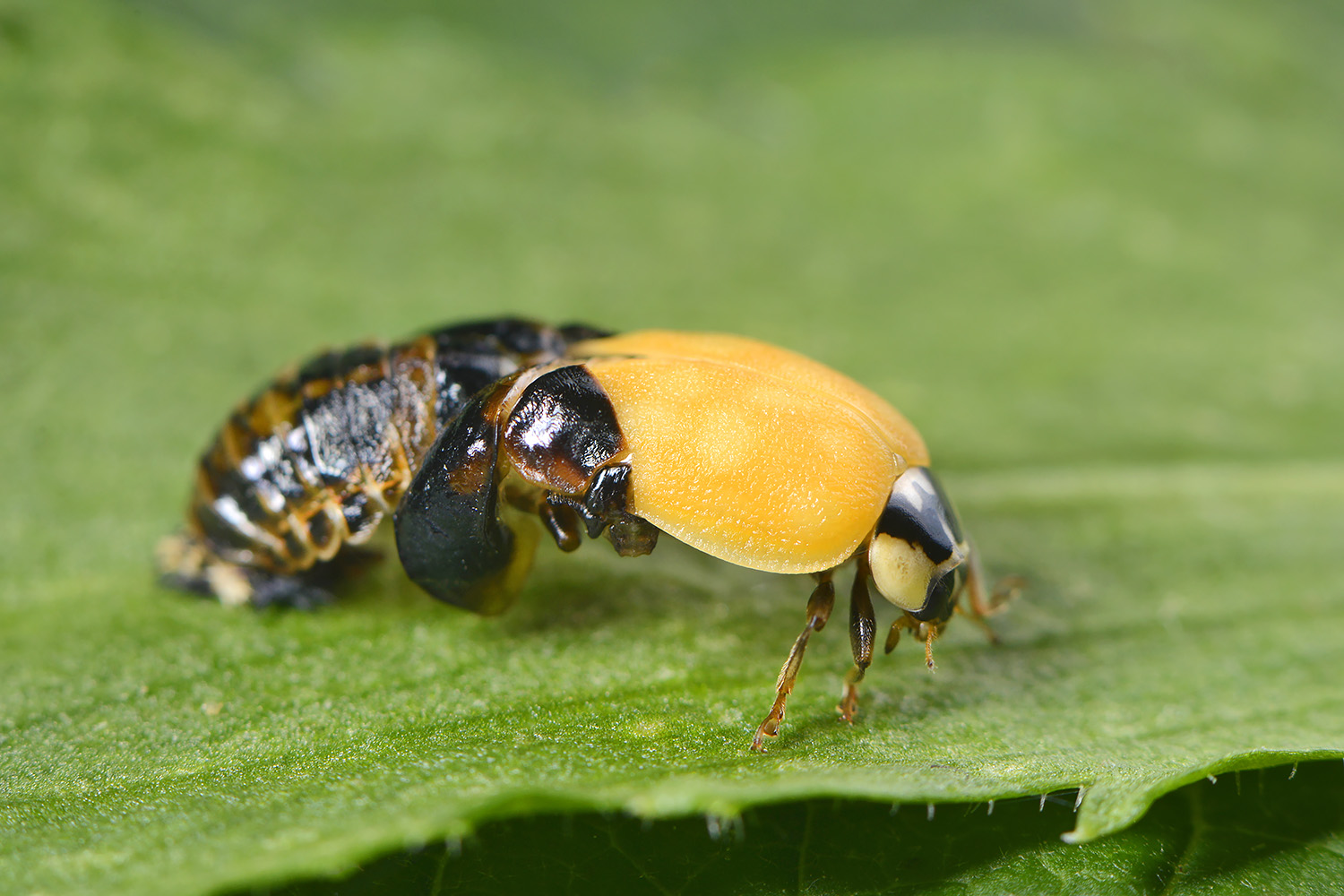 aziatisch lieveheersbeestje (harmonia axyridis) 6-2022 3643