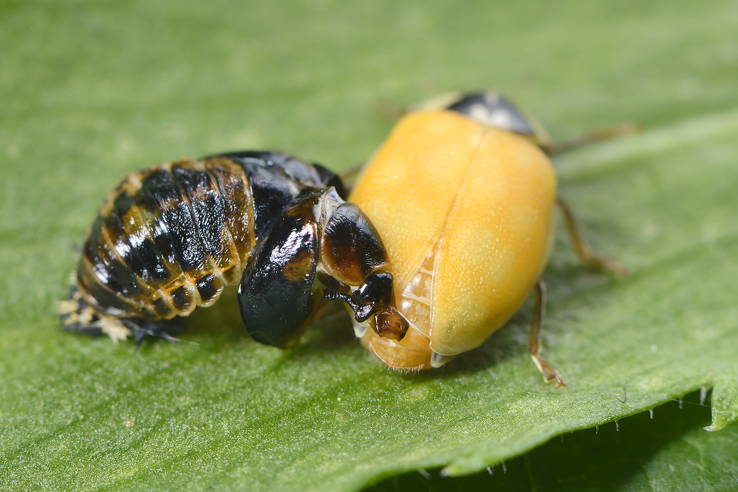 aziatisch lieveheersbeestje (harmonia axyridis) 6-2022 3654