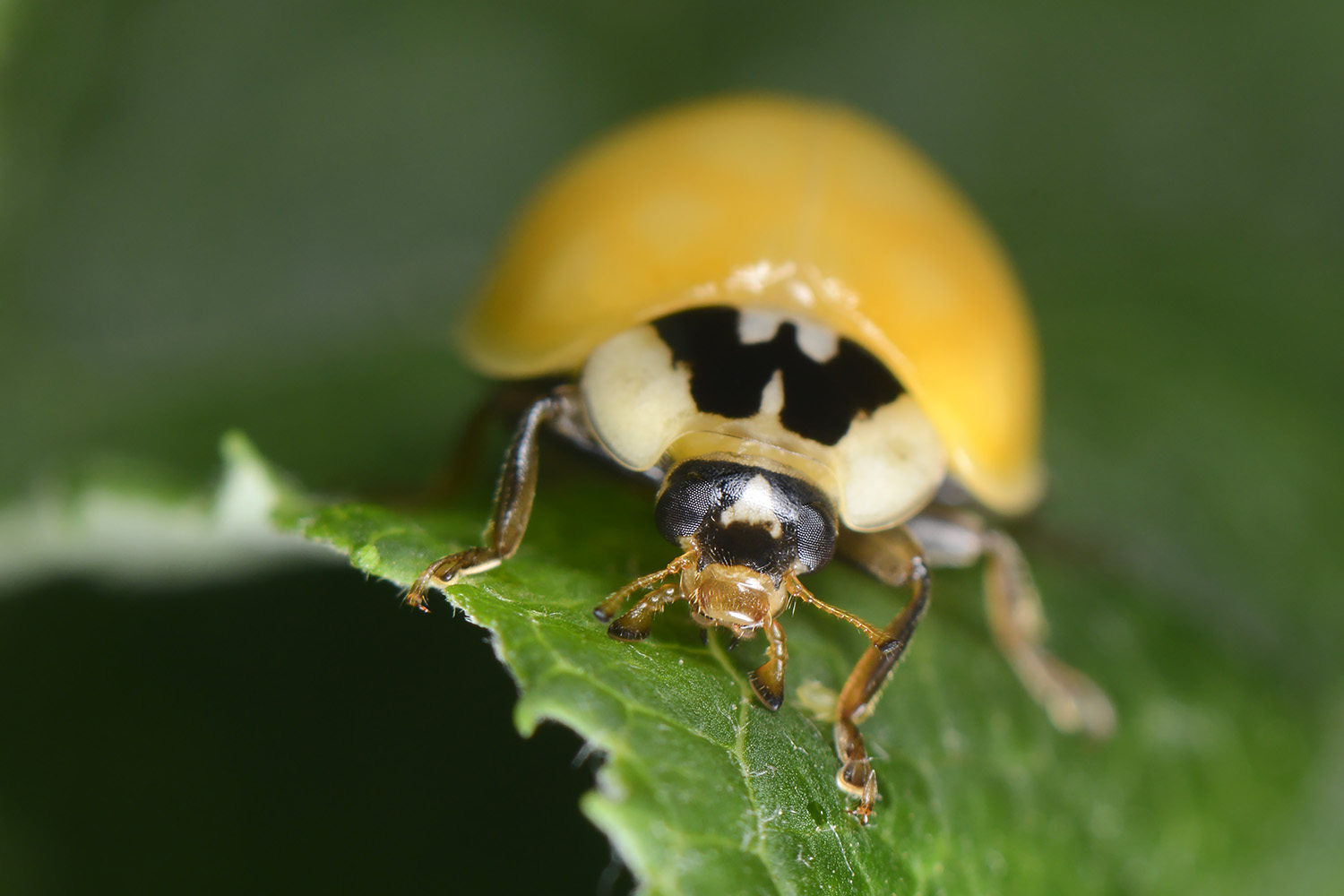 aziatisch lieveheersbeestje (harmonia axyridis) 6-2022 3664
