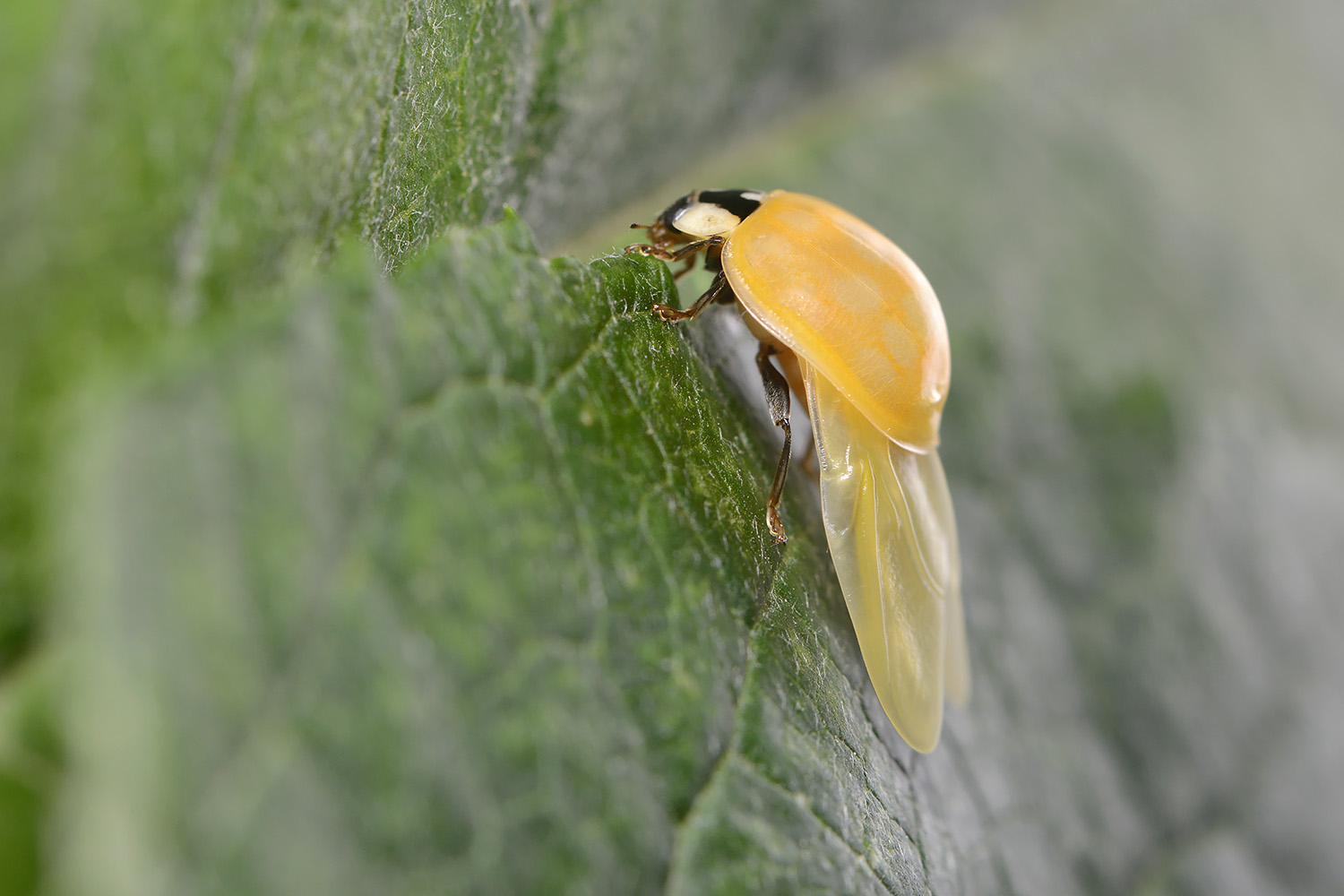 aziatisch lieveheersbeestje (harmonia axyridis) 6-2022 3705