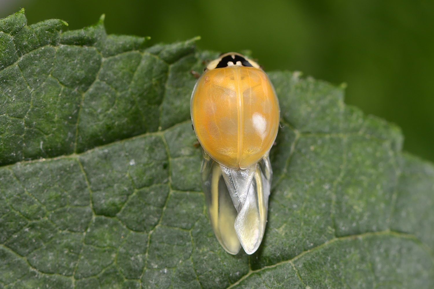 aziatisch lieveheersbeestje (harmonia axyridis) 6-2022 3721