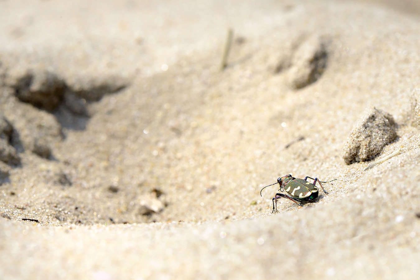 basterdzandloopkever (cicindela hybrida) 5-2023 7931