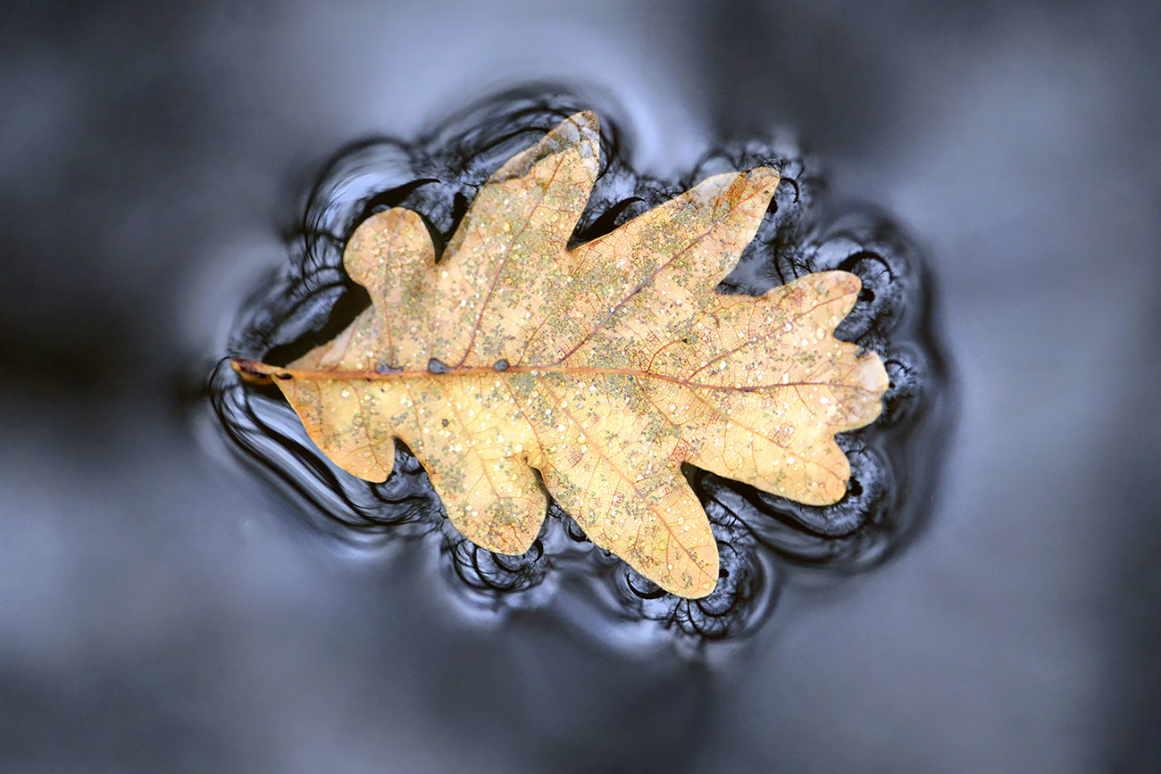 blad op water 12-2021 0822