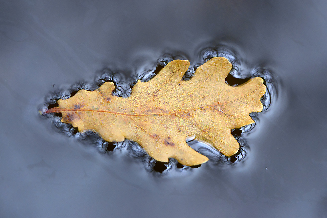 blad op water 12-2021 0823