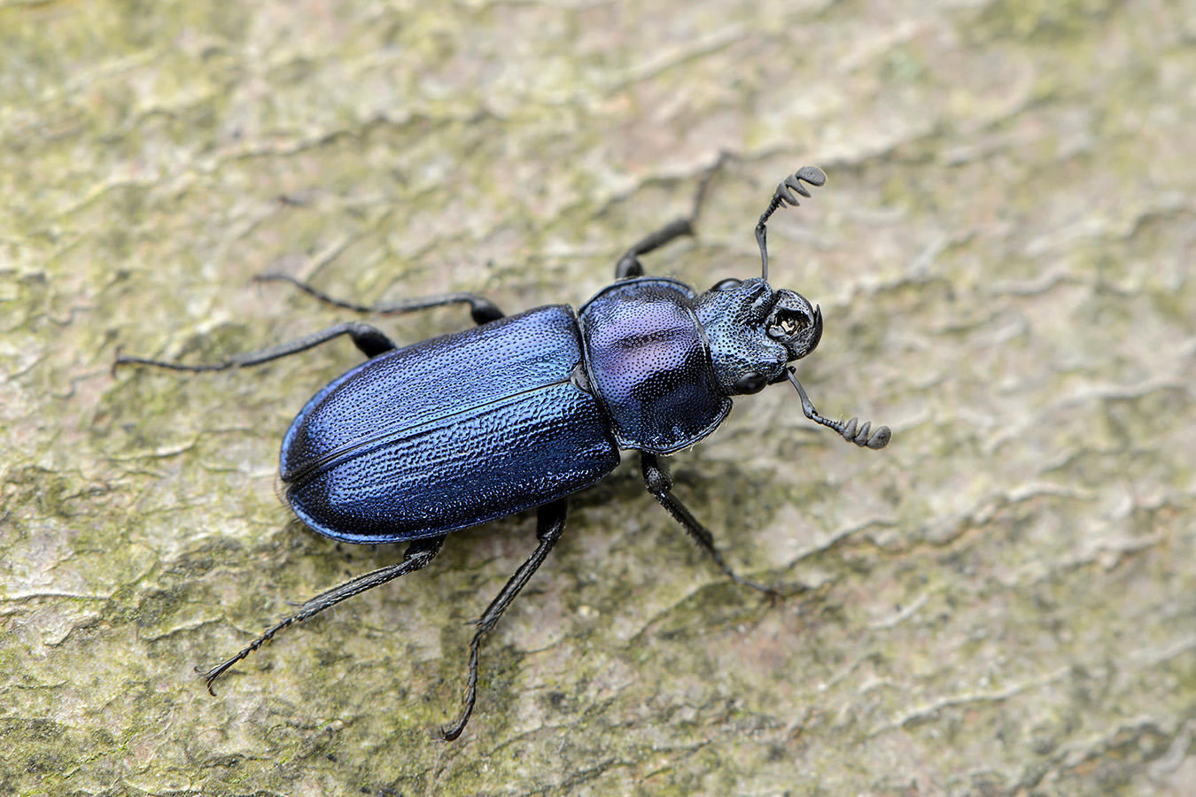 blauw vliegend hert 5-2023 (Platycerus caraboides) 8103