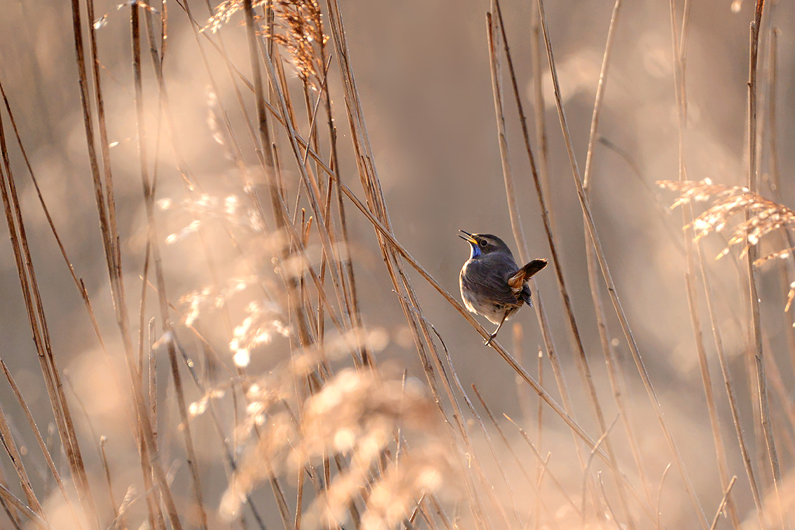 blauwborstje (Luscinia svecica) 3-2021 6666