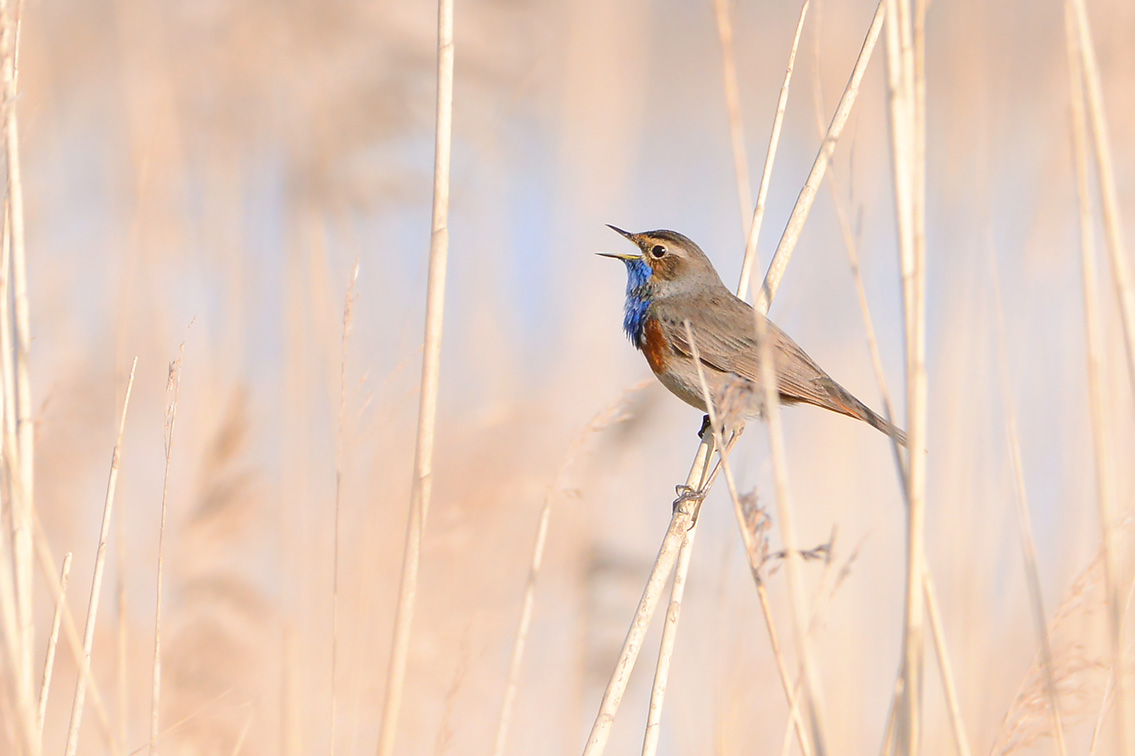 blauwborstje (Luscinia svecica) 3-2021 6727
