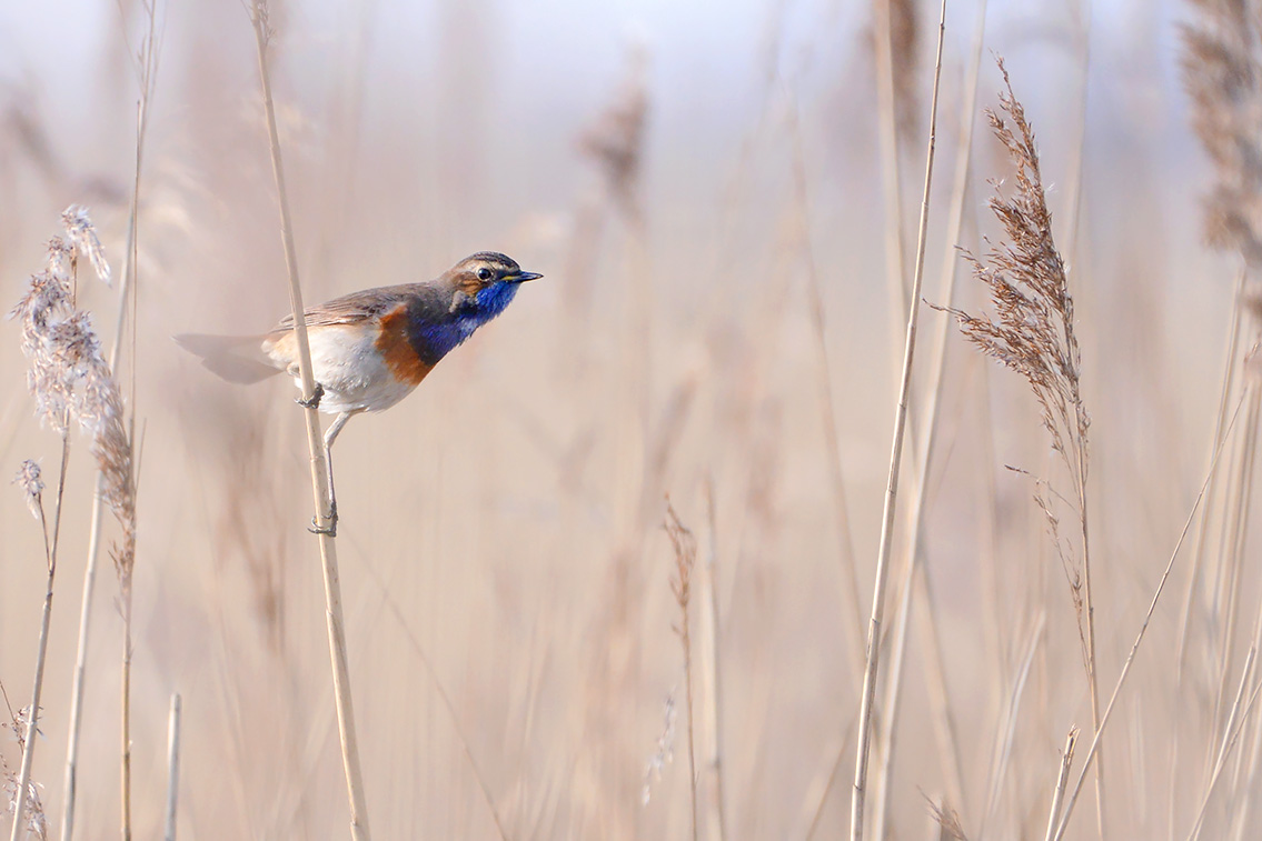 blauwborstje (Luscinia svecica) 3-2021 6740