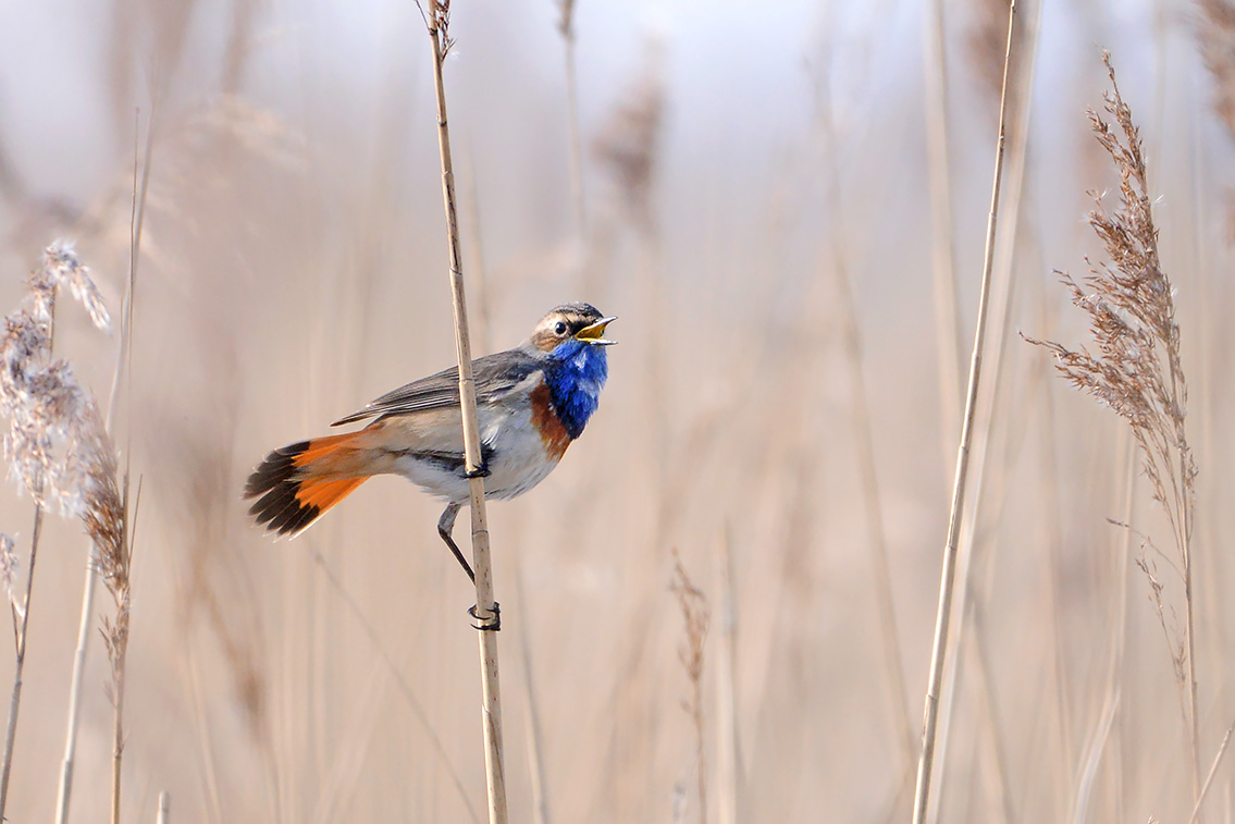 blauwborstje (Luscinia svecica) 3-2021 6745