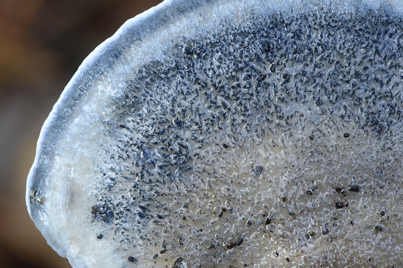 blauwe kaaszwam (cyanosporus caesius) 11-2024 1767